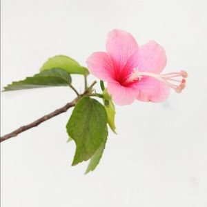 Meet your Posher, Rahel